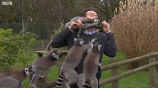 Lemur