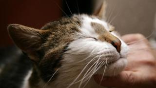 Gato