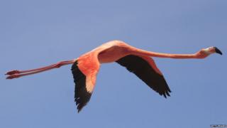 Flamenco