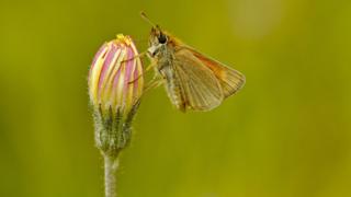 A tiny moth-like butterfly sits on a closed pink and yellow flower.
