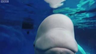 Beluga whales