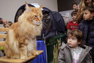 Кіт Кекс став рекордсменом України