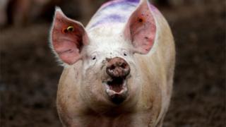 pig