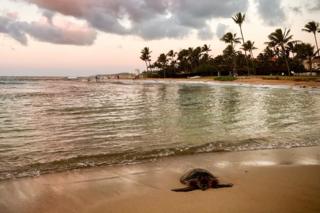 A sea turtle emerges on to the beach from the sea