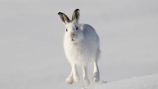 Mountain hare