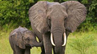 போட்ஸ்வானா யானைகள் மரணம்