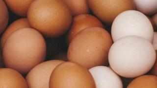 eggs