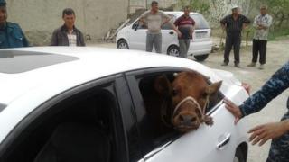 A cow looking out of the back window of a Malibu Chevrolet car