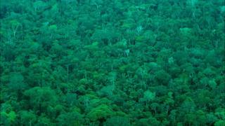 Selva