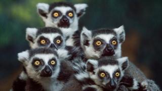 A conspiracy of lemurs looking in one direction