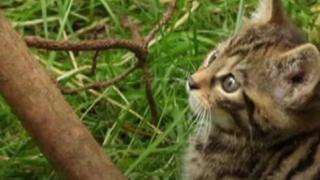 Kitten