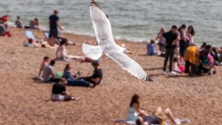 Чайка пролетает над оживленным пляжем Брайтона