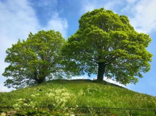 Two trees on the Oxford Castle Mound in the morning sunshine
