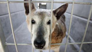 Rescue dog waiting to be re-homed