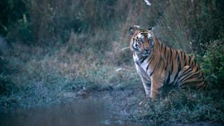 ভারতের বান্ধবগড় অভয়ারণ্যে রয়্যাল বেঙ্গল টাইগার