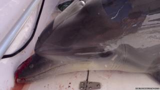 Dolphin stuck inside boat on 21 June 2015