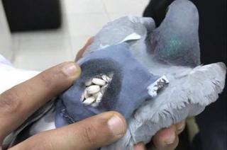 Pigeon found carrying drugs in Kuwait