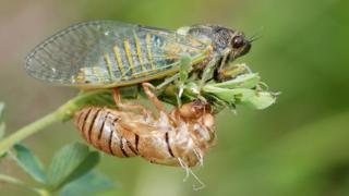 Cicada Cicadetta montana