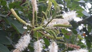 Planta da Caatinga e Cerrado se revela promissora no tratamento da candidíase Planta da Caatinga e Cerrado se revela promissora no tratamento da candidíase