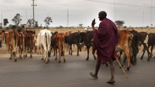 A member of the Maasai ethnic group walks with his cattle in search of grassland to graze his herd on August 16, 2009 in Kisaju, Kenya. As Kenya continues to suffer from a devastating drought, some of which is man made, the Maasai people have been afflicted by a lack of traditional grassland and water for their herds. Some Maasai have been forced to travel with their herds as far as Tanzania and to the outskirts of Nairobi in search of elusive grass. Some parts of Kenya have not witnessed any significant rainfall for two years. (Photo by Spencer Platt/Getty Images)