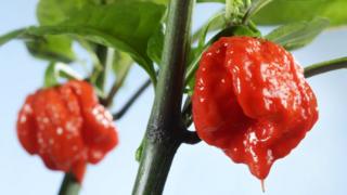 Carolina Reaper chili pepper