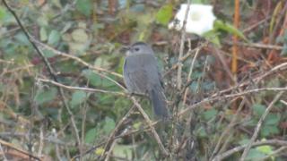 Grey catbird