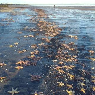 Starfish washed up on Portobello beach