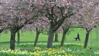 Harrogate Stray