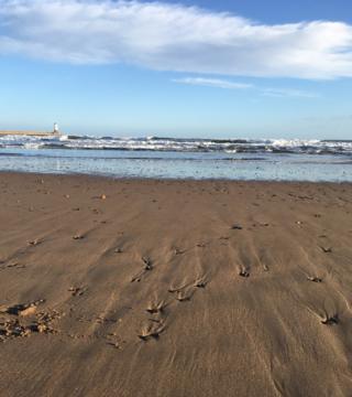 Wind tracks in sand