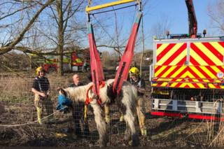 Horse being lifted by winch
