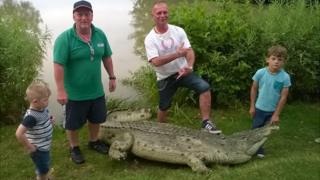 Crocodile in holiday parks' fishing lake in Brean, Somerset
