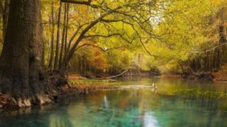 Chipola River, Florida, International Garden Photographer of the Year