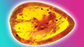 Anbarpetontid-fossil-stuck-amber