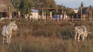 Düğün safari
