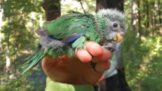 An orange-fronted parakeet chick