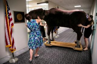 Max the Moose being pushed down a corridor