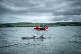 Segeln mit einer verspielten Delfinschote in Loch Ryan während meines Aufenthalts.