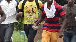Ụmụakwụkwọ bu okwute na-eme ngagharịiwe