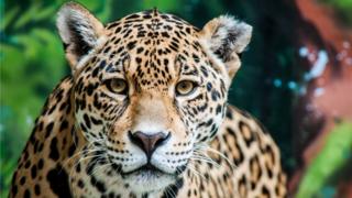 Un jaguar