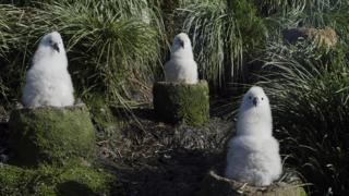 Grey headed albatross chicks.