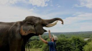 Gajah di Pusat Pelatihan Gajah Seblat, Bengkulu.