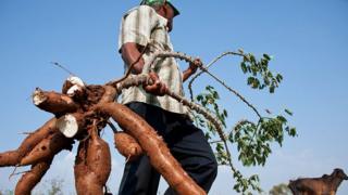 Cultivador de yuca