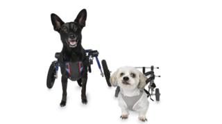 A tall black dog with bright eyes and big ears gazes upwards at the camera next to a smaller white dog with wide eyes and a black nose. Both are in wheelchairs.