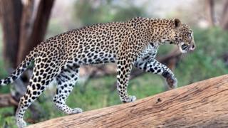 (圖片來源:Denis-Huot/naturepl.com)
