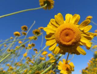 A yellow flower