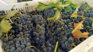 Tempranillo grapes after they have been harvested in northern Spain