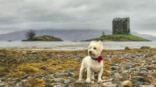 A west highland terrier in Edinburgh