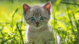 kedi yavrusu