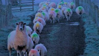 Sheep in the mist in Bashall Eaves