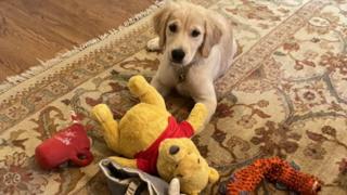 Mike Pompeo's dog Mercer, with a Winnie-the-Pooh toy.